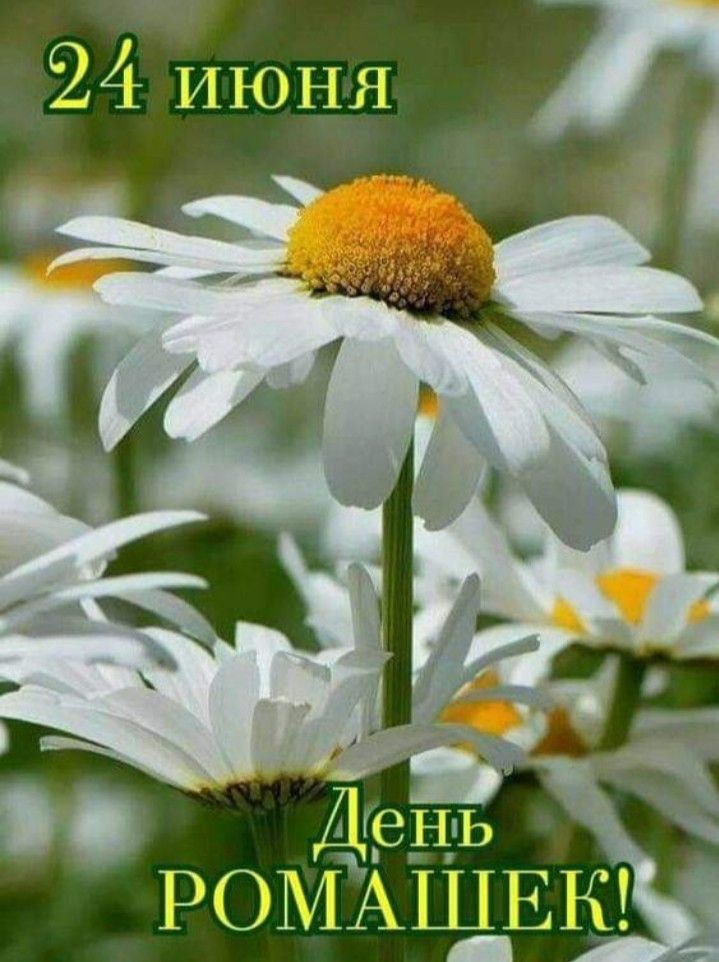 Весёлый день ромашки.#НавигаторыДетства71.